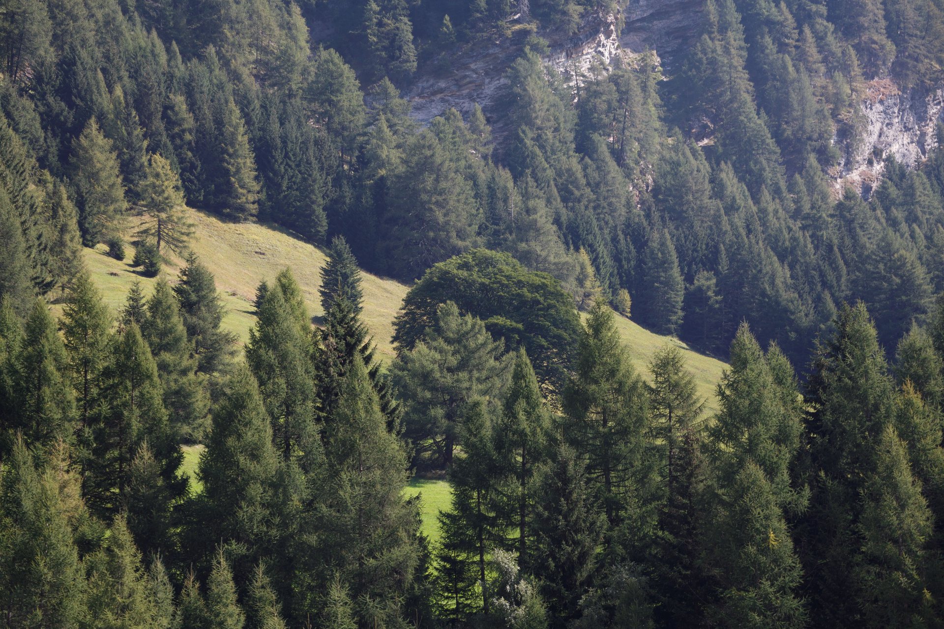 SOLO & CI TYROL FESTIVAL 2024